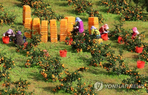 제주는 감귤 수확철