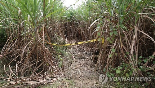 한인 시신 발견된 필리핀 사탕수수밭