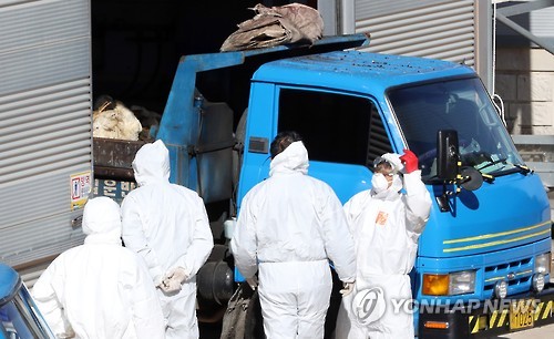 전국 최대 오리 사육지에 AI발병