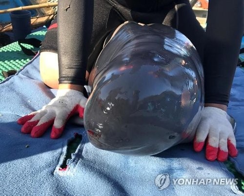 거제도에서 구조된 '상괭이'