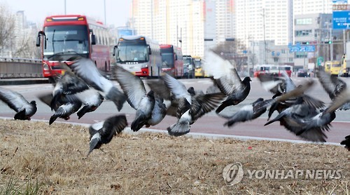 깜짝 놀라는 비둘기