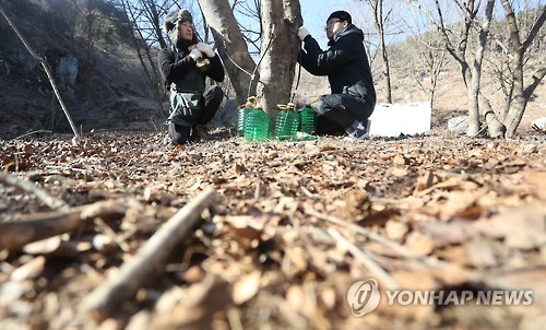 입춘 앞두고 고로쇠 수액 채취 (함양=연합뉴스) 김동민 기자 = 입춘을 하루 앞둔 3일 오후 경남 함양군 안의면에서 농민이 고로쇠를 채취하고 있다. 고로쇠 채취는 주로 절기 '입춘' 전후로 시작해 '우수'까지 한다. 함양군은 다른 지역에 비해 해발이 높고, 일교차가 커 고로쇠의 당도가 높은 편이다. 2017.2.3 image@yna.co.kr