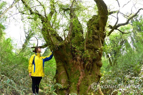 한라산 자생 265년생 왕벚나무