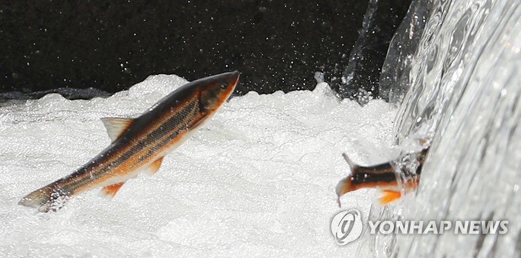 뛰어오르는 황어