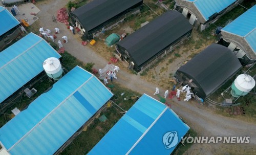 'AI 의심' 제주 가금류 살처분