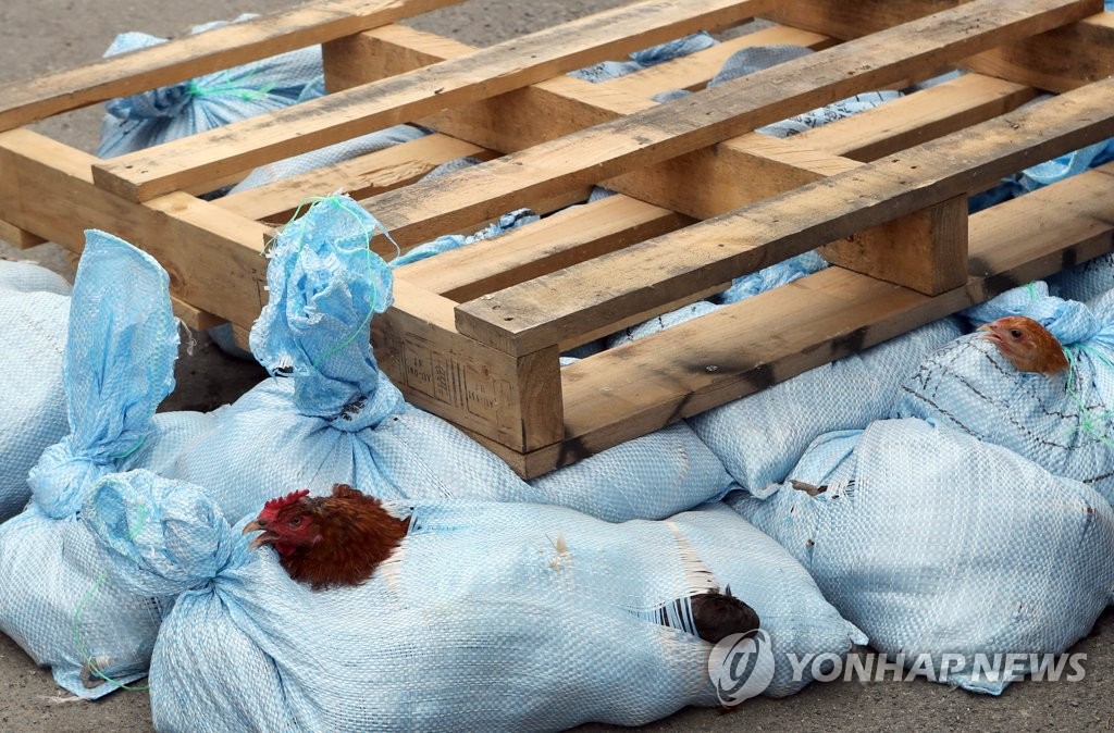 '나오면 안돼'…살처분 대상 닭