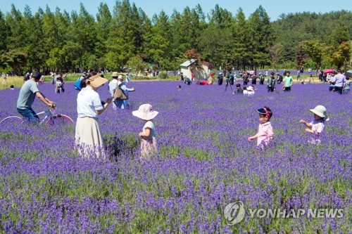 라벤더 축제가 한창인 강원 고성