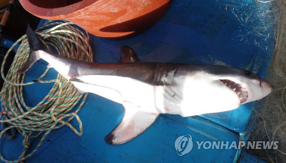 지난해 영덕 앞바다서 죽은 채 발견된 상어 (연합뉴스 자료사진]