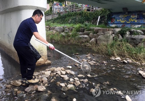 집단 폐사한 물고기 수거하는 시청 직원