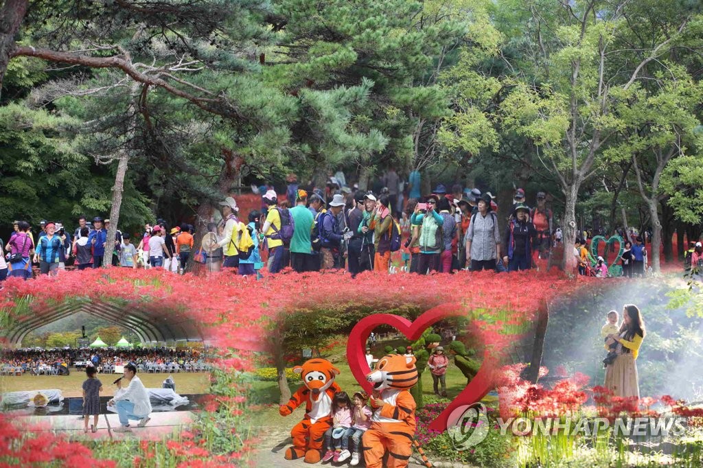 영광불갑산상사화축제 15∼24일 개최