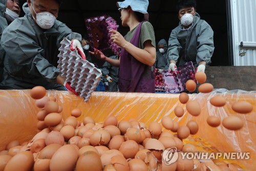 폐기되는 '살충제 계란'