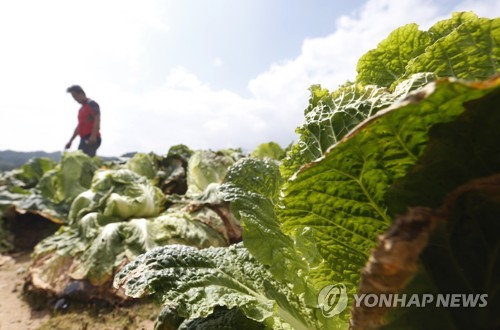 상품성 잃은 배추들