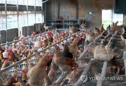 DDT 검출 산란계 농장
