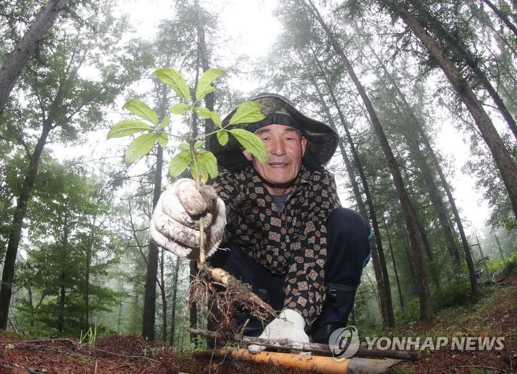 명품 산양삼 드셔 보세요!
