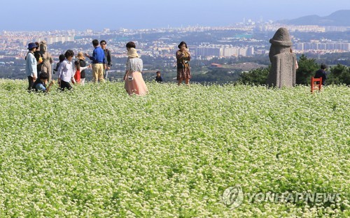 메밀꽃 천국