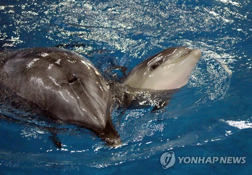 어미와 새끼 돌고래