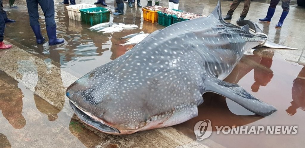 그물에 걸린 고래상어 [연합뉴스 자료사진]