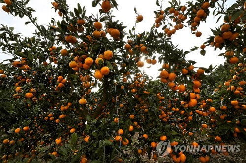 탐스럽게 열린 제주 귤