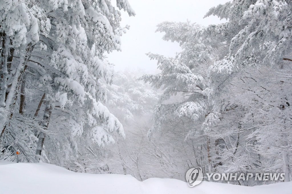 2018년 1월 눈으로 뒤덮인 제주 한라산 1100도로