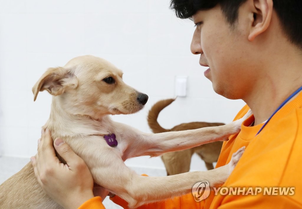 마포구 서울동물복지지원센터에서 입양을 기다리는 유기견