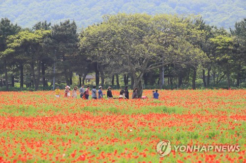 붉디 붉은 꽃양귀비와 함께