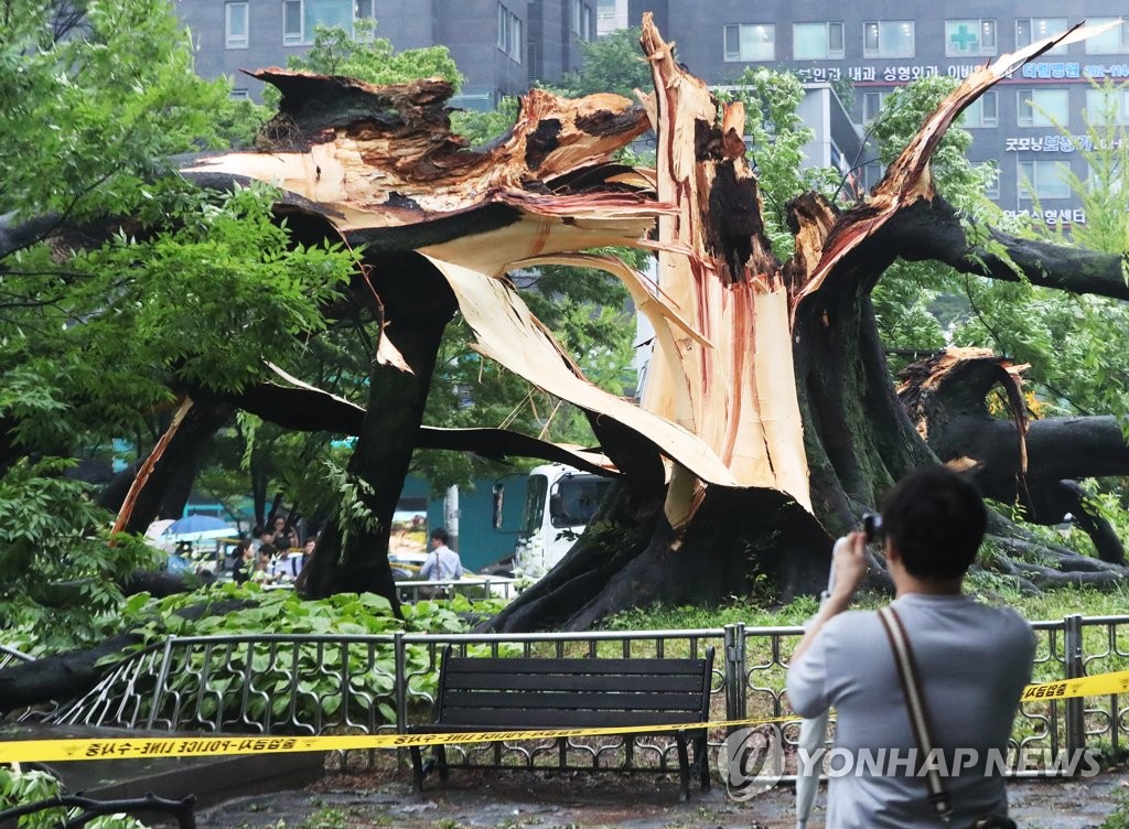 비바람에 쓰러진 500년 된 느티나무