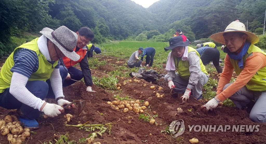 감자수확 돕는 허식 농협 부회장