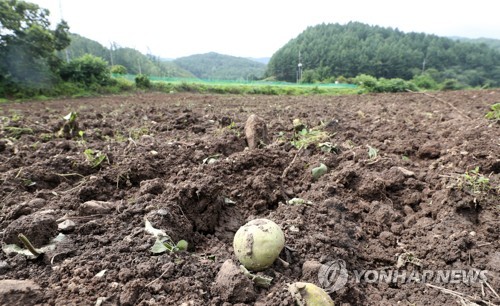 화상병에 폐허가 된 사과농장