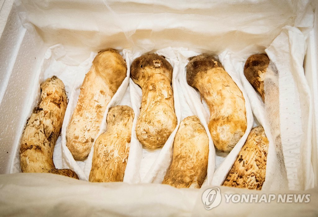 [평양정상회담] 김 위원장이 선물한 송이버섯, 미상봉 이산가족에 선물