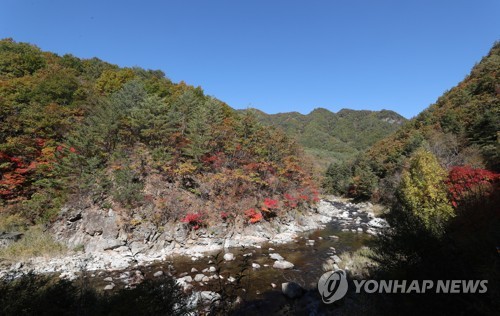 양구 민통선 안으로 물드는 가을