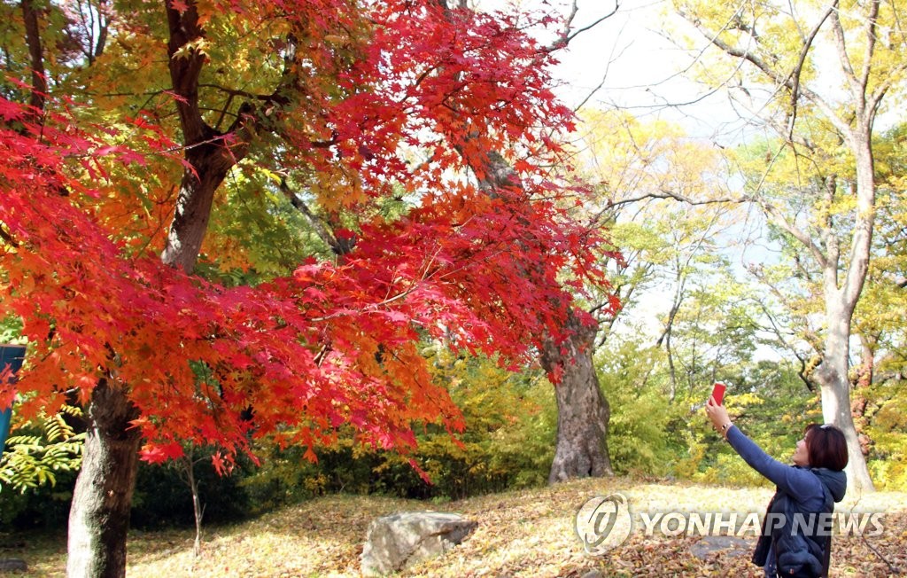 계룡산 갑사의 만추