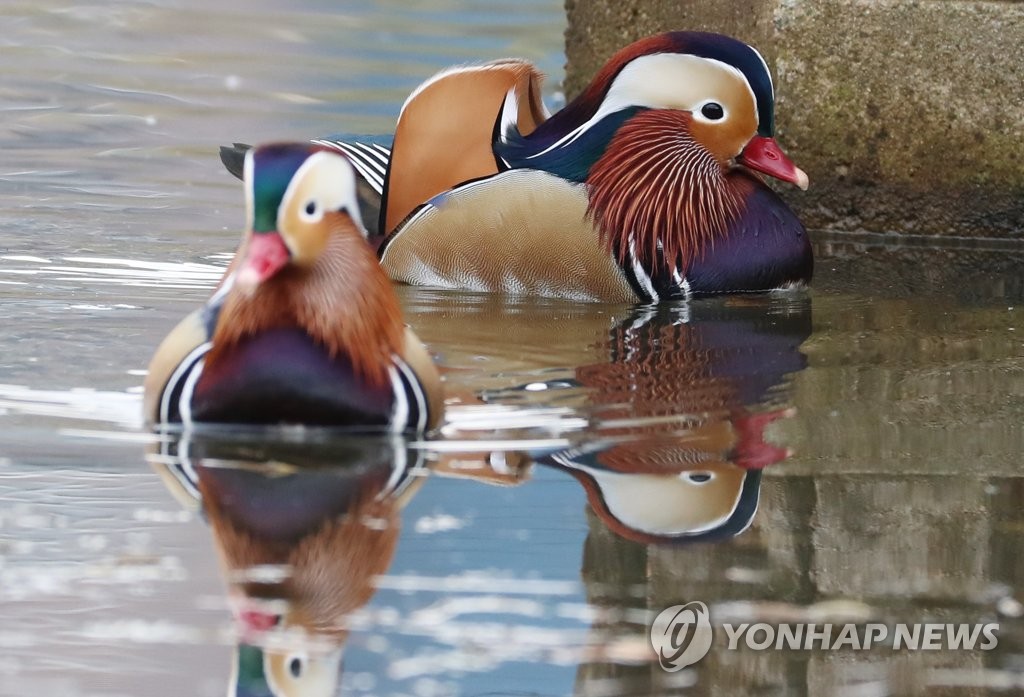 화려한 수컷 원앙