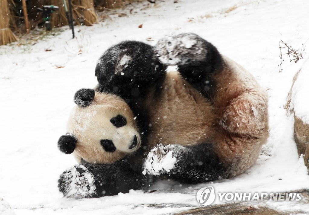 Panda in the snow Panda in the snow