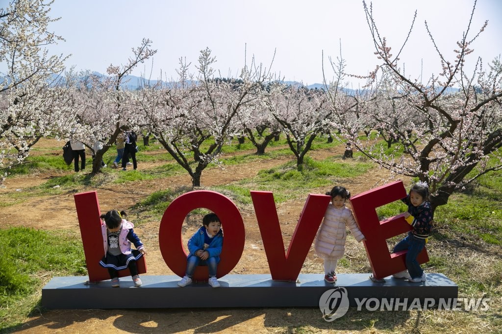 보해매실농원 매화축제