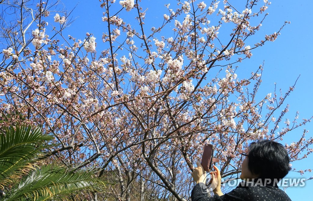 Cherry blossoms in Jeju Cherry blossoms in Jeju