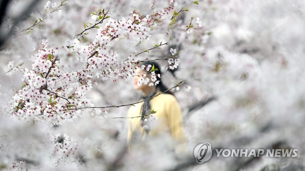 南部の慶尚南道昌原市鎮海は韓国有数の桜の名所として知られる＝（聯合ニュース）