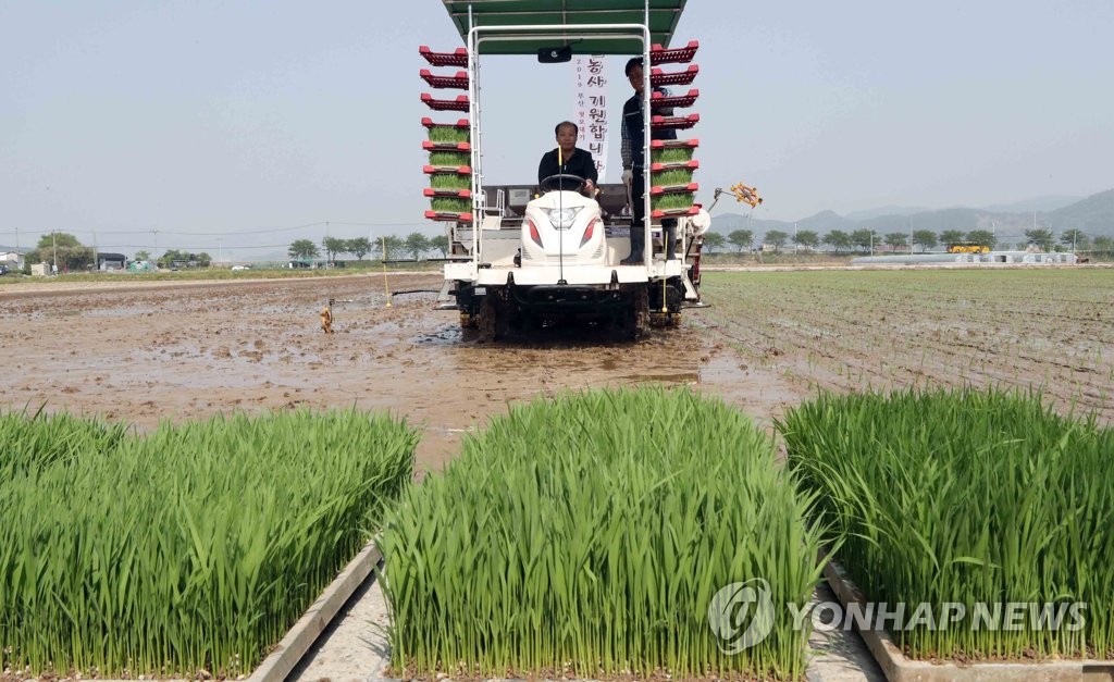 Plantando arroz Plantando arroz