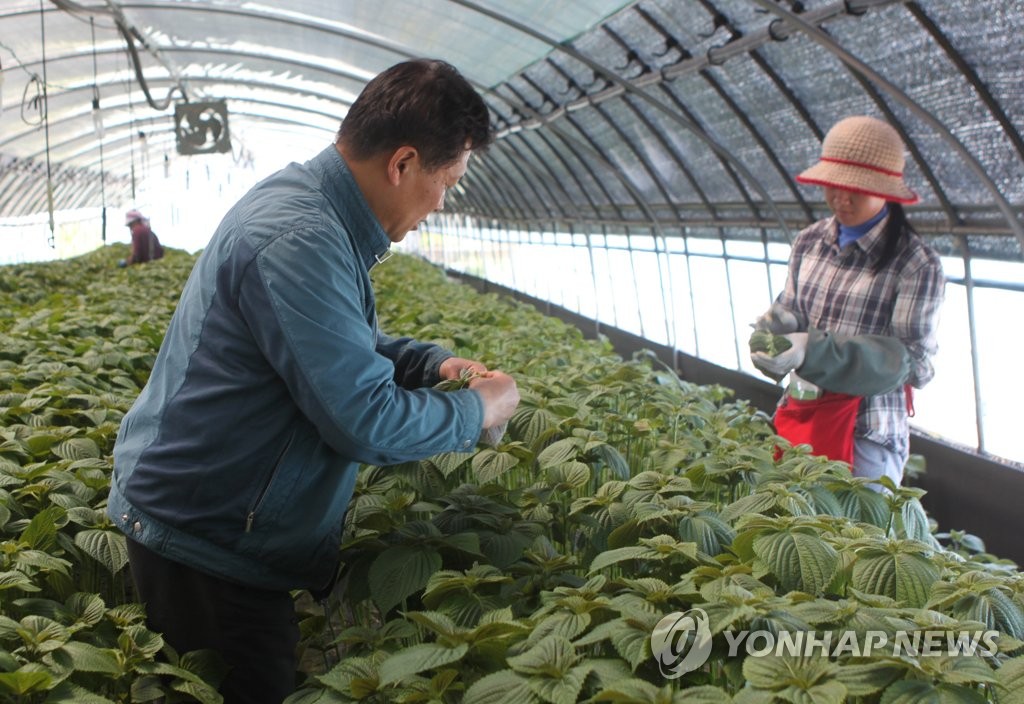 금산 추부 비닐하우스에서 깻잎 따는 농민들
