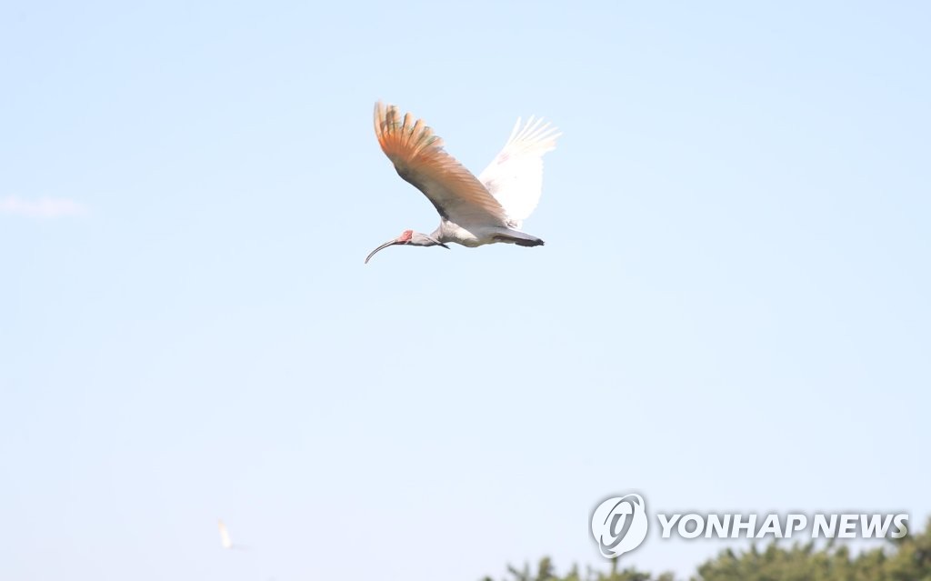 40년 만에 방사된 따오기