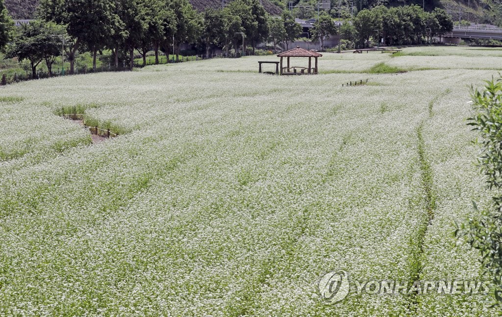'메밀꽃 필 무렵'