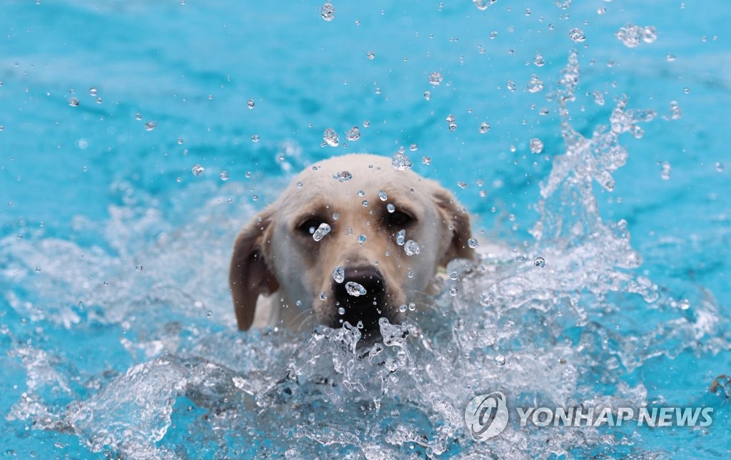 Natation canine Natation canine