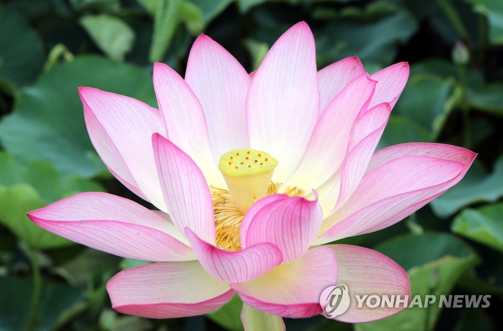 Lotus Lotus