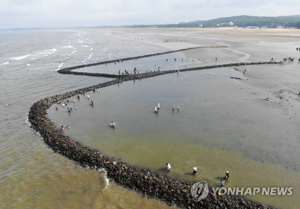 태안 청포대 독살서 물고기 잡는 관광객들