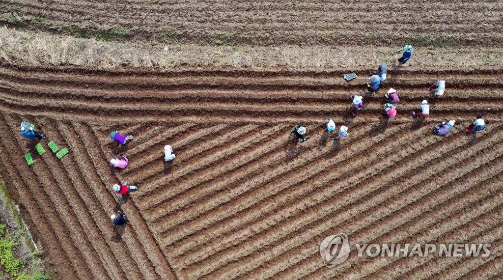 배추심는 들녘