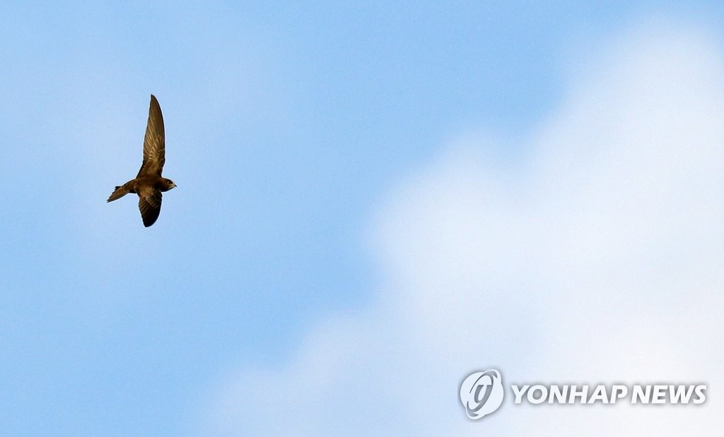푸른 하늘 비행하는 검은등칼새