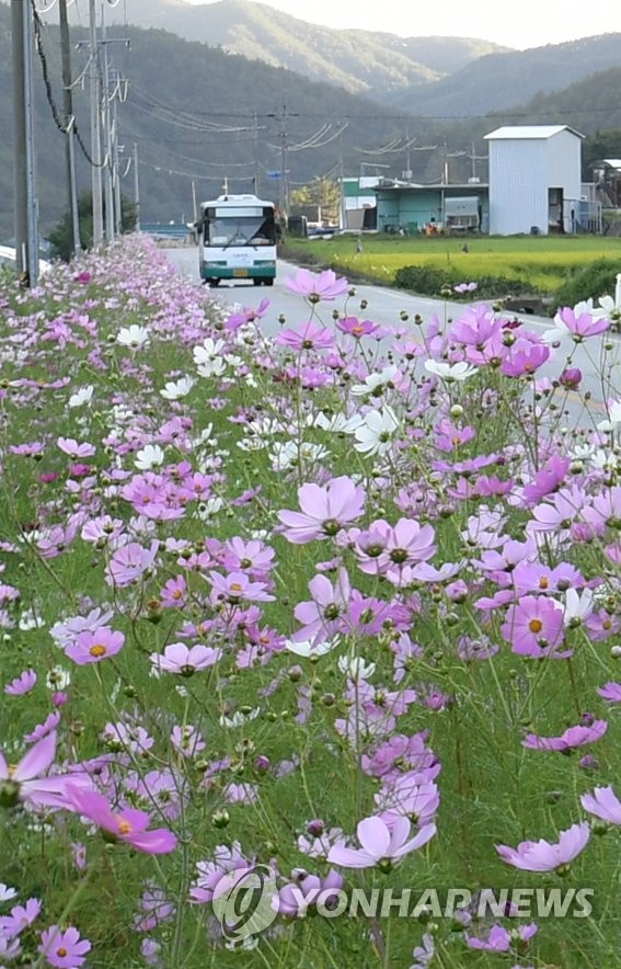 Cosmos Cosmos