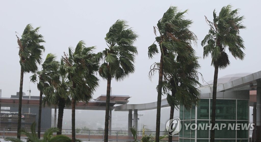 Palm trees sway from strong winds on South Korea's southern island of Jeju on Sept. 22, 2019, as Typhoon Tapah approaches the country. (Yonhap)