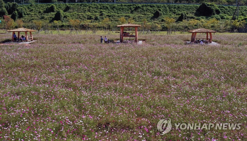 코스모스로 가득찬 빛고을농촌테마공원