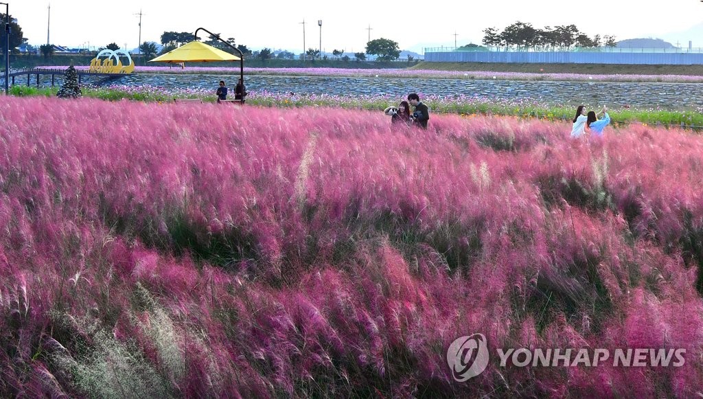 핑크뮬리 정원의 가을 정취