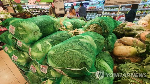 김장 배추